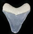 Serrated  Bone Valley Megalodon Tooth #22892-1